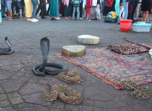 Zdjęcie z Maroka - są i kobry