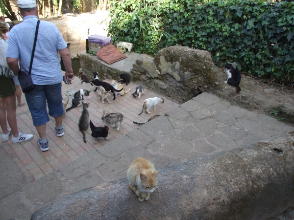 Zdjęcie z Maroka - wszystkie koty Maroka