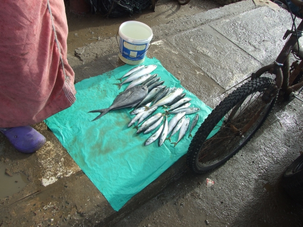 Zdjęcie z Maroka - komu świeżą rybkę
