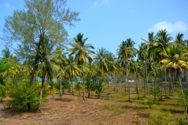Zdjęcie z Tajlandii - Plantacja palm kokosowych obok hotelu
