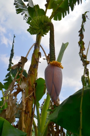 Zdjęcie z Tajlandii - Banany rosna wszedzie :)