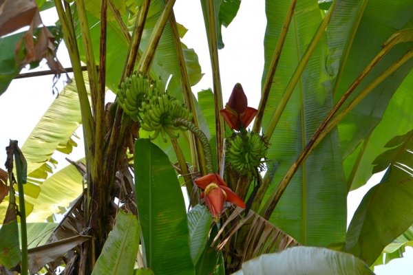 Zdjęcie z Tajlandii - Banany rosna wszedzie :)