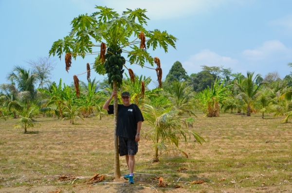 Zdjęcie z Tajlandii - Pod papajowym drzewkiem :)