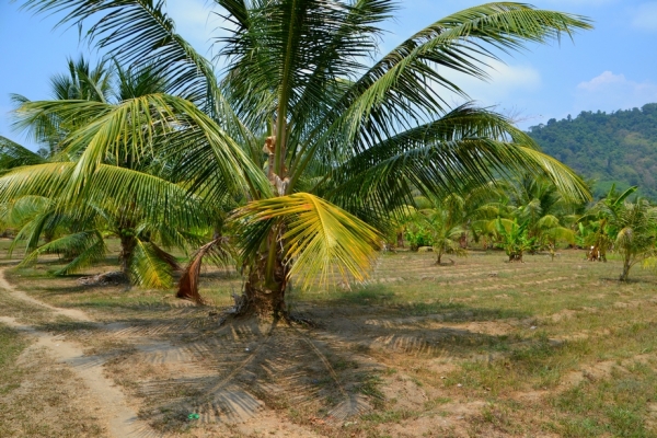 Zdjęcie z Tajlandii - Mlode palmy kokosowe
