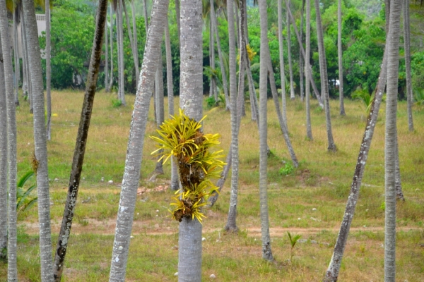 Zdjęcie z Tajlandii - Las palmas - plantacja kokosowa kolo hotelu