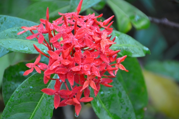 Zdjęcie z Tajlandii - Tropikalna flora