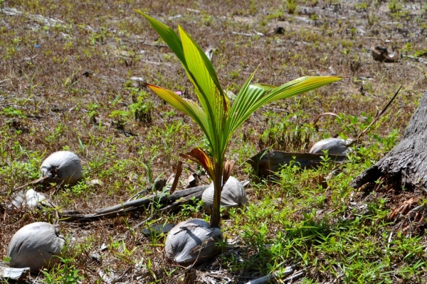 Zdjęcie z Tajlandii - Kielkujacy orzech kokosowy