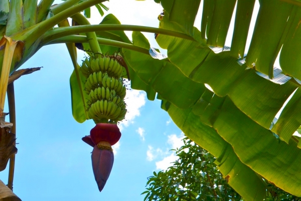 Zdjęcie z Tajlandii - Wszedzie rosna banany
