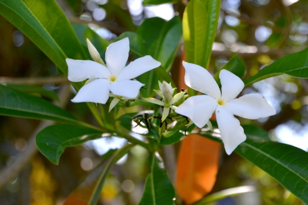 Zdjęcie z Tajlandii - Znowu "drzewo jasminowe" i przecudnie pachnace kwiaty