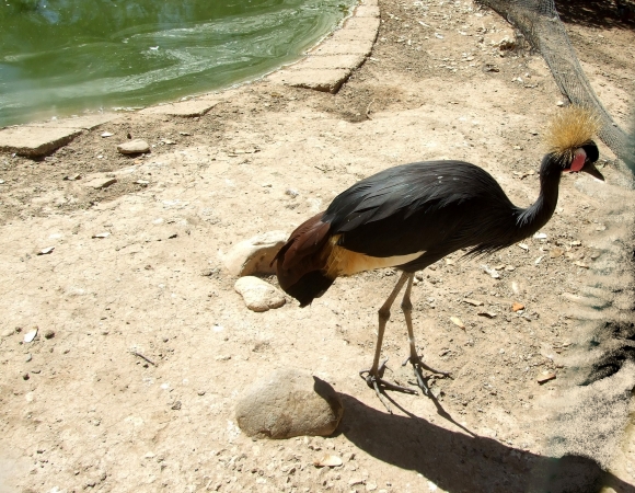 Zdjęcie z Maroka - w mini-zoo