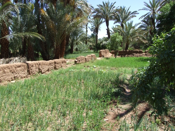 Zdjęcie z Maroka - uprawy