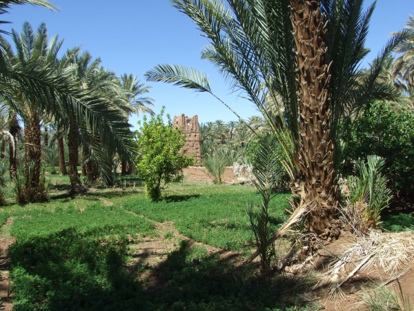 Zdjęcie z Maroka - w oazie