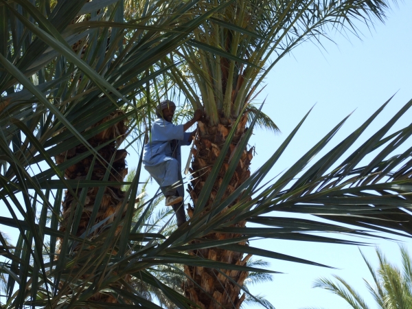 Zdjęcie z Maroka - i magik na palmie