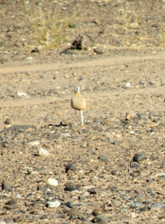 Zdjęcie z Maroka - ptaszek na hamadzie