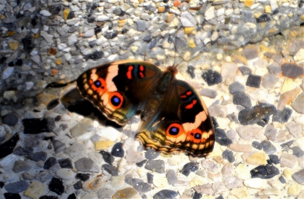 Zdjęcie z Tajlandii - Motylek po przejsciach