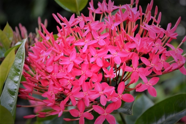 Zdjęcie z Tajlandii - Tajska flora