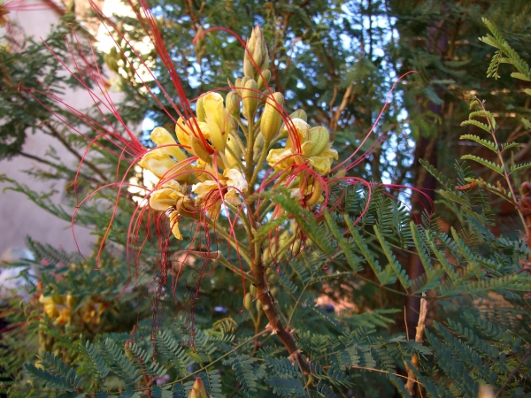 Zdjęcie z Maroka - fikuśna flora