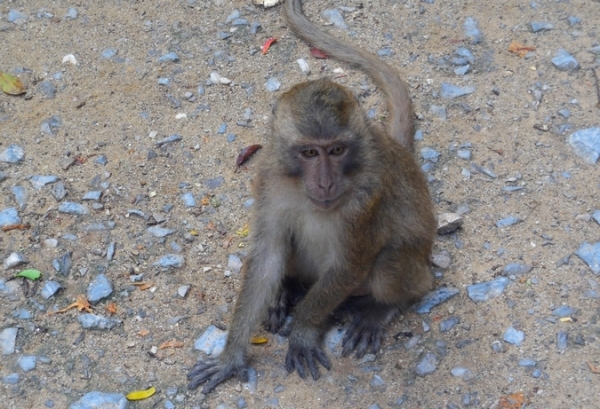 Zdjęcie z Tajlandii - Tu również spotykamy makaki