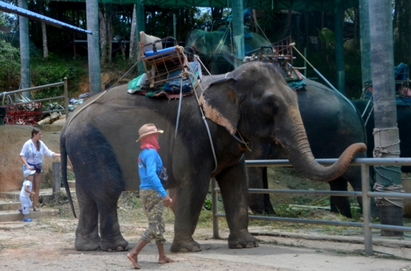 Zdjęcie z Tajlandii - Bo drodze do Swiatyn Wat Chalong mijamy szkolki sloni
