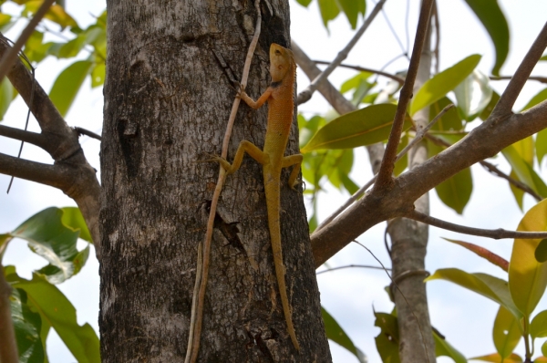 Zdjęcie z Tajlandii - Na jednym z drzew