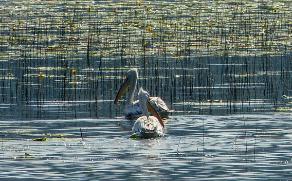 Zdjęcie z Czarnogóry - fotosesja pelikanów kędzierzawych :))