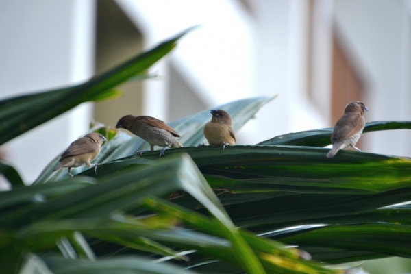 Zdjęcie z Tajlandii - Mniszki muszkatowe na palmie w hotelowym ogrodzie