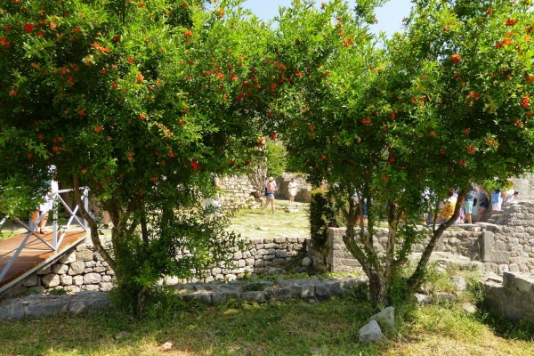 Zdjęcie z Czarnogóry - kwitnące granaty