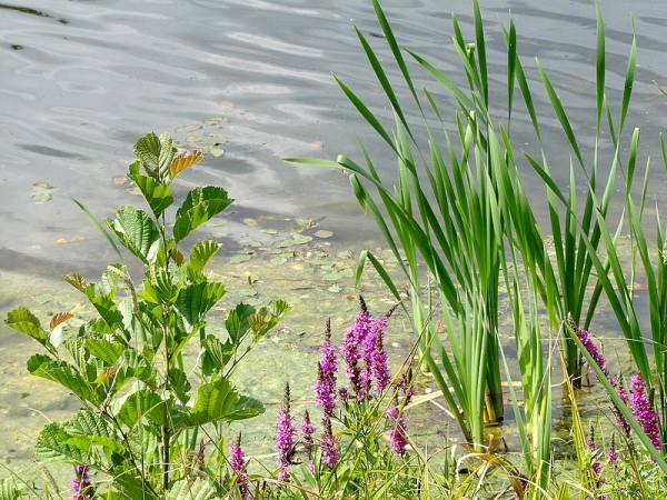 Zdjęcie z Polski - Brzegi zbiornika porośnięte są bujną roślinnością.