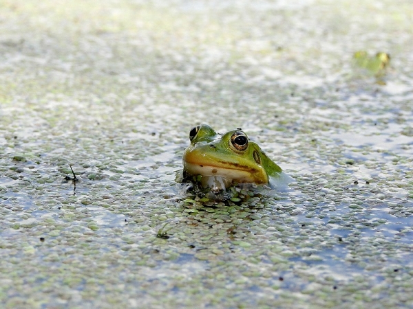 Zdjęcie z Polski - Okazało się, że jest to królestwo żab. Są ich tu wielkie ilości :)