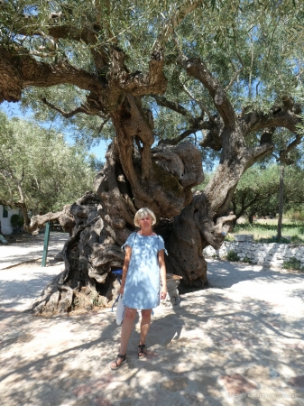 Zdjęcie z Grecji - Drzewo oliwne podobno ma ponad 1500 lat