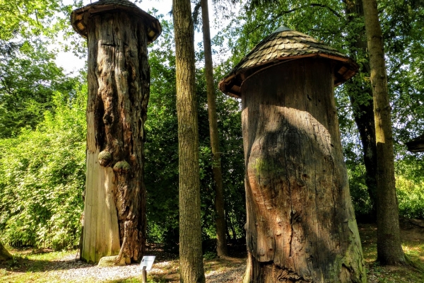 Zdjęcie z Polski - odrzynki pni ponad 500 letnich drzew bartnych