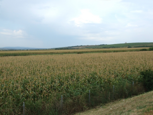 Zdjęcie z Bułgarii - serbskie uprawy