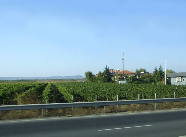 Zdjęcie z Bułgarii - przydrożne winnice