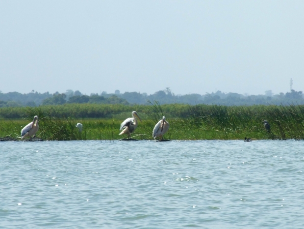 Zdjęcie z Etiopii - pelikan różowy