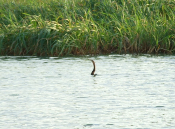 Zdjęcie z Etiopii - wężówka afrykańska