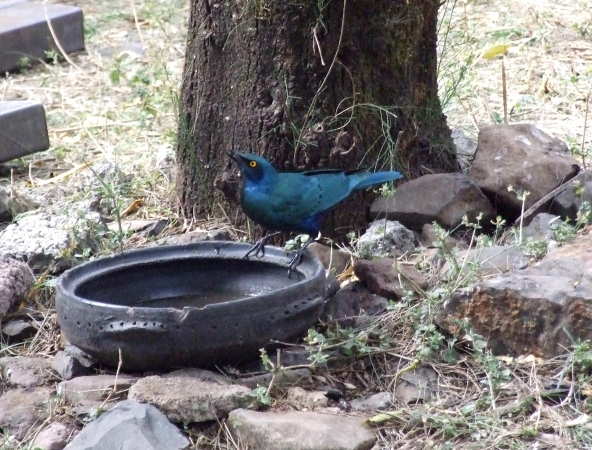 Zdjęcie z Etiopii - błyszczak stalowy