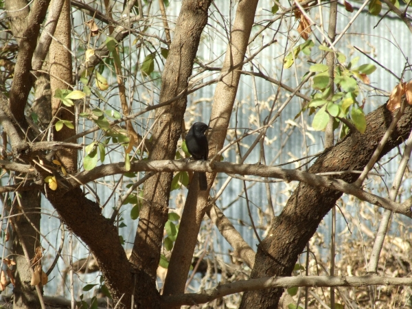 Zdjęcie z Etiopii - mucharka czarna