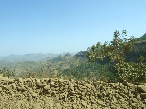 Zdjęcie z Etiopii - nawet drzewa zakurzone