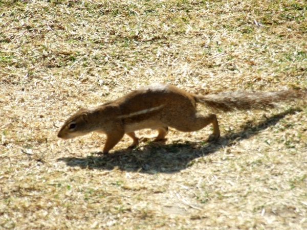 Zdjęcie z Etiopii - wiewiórka ziemna
