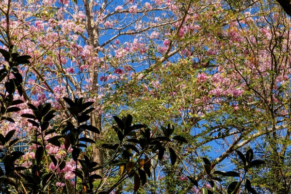 Zdjęcie z Meksyku - wreszcie wiem, że to różowe, kwitnące cudo to drzewko - lapacho! 