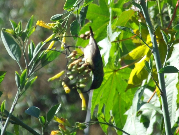 Zdjęcie z Etiopii - jakiś nektarnik