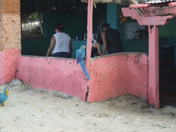 Zdjęcie z Wenezueli - plażowa chatka indian