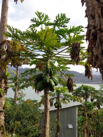 Zdjęcie z Etiopii - plantacja papai