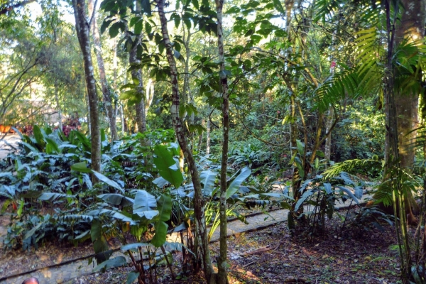 Zdjęcie z Meksyku - przed nami jeszcze (półgodzinny może ciut więcej) spacer przez dżunglę...