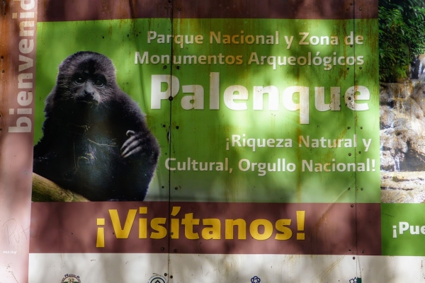 Zdjęcie z Meksyku - w czasie zejścia w tej dżungli cały czas słyszałam małpki (ich głosy i wycie)