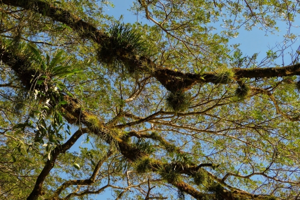 Zdjęcie z Meksyku - nad głową- drzewko na którym rośnie całe mnóstwo różności...
