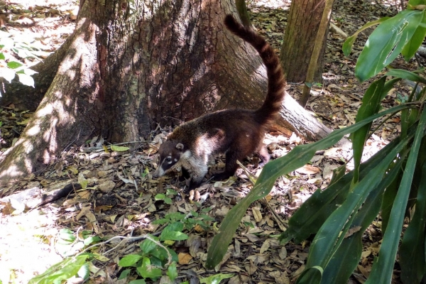 Zdjęcie z Meksyku - jest pierwszy "eksponat" 😊 - urocze koati (fachowo: ostronos)🐺 