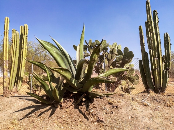 Zdjęcie z Meksyku - krajobraz kaktusowy, jak to na półpustyni...