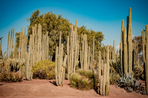 Zdjęcie z Meksyku - zamiast bujnej, zielonej selwy- tutaj króluje suchy i gorący świat kaktusów