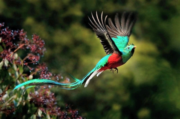 Zdjęcie z Meksyku - te wspaniałe pióropusze Aztekowie robili z piór ogona tego uroczego ptaszka